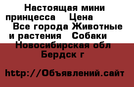Настоящая мини принцесса  › Цена ­ 25 000 - Все города Животные и растения » Собаки   . Новосибирская обл.,Бердск г.